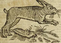 Picture 73 of 307 from The history of four-footed beasts and serpents. (1658), leaf 222
