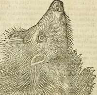 Picture 74 of 307 from The history of four-footed beasts and serpents. (1658), leaf 233
