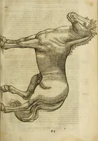 An illustration from The history of four-footed beasts and serpents. (1658)