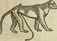 Picture 7 of 307 from The history of four-footed beasts and serpents. (1658), leaf 24