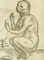 Picture 8 of 307 from The history of four-footed beasts and serpents. (1658), leaf 25