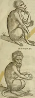 Picture 9 of 307 from The history of four-footed beasts and serpents. (1658), leaf 26
