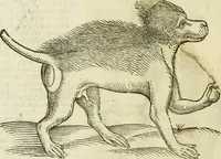 Picture 10 of 307 from The history of four-footed beasts and serpents. (1658), leaf 27
