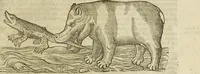 Picture 77 of 307 from The history of four-footed beasts and serpents. (1658), leaf 272
