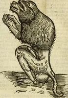 An illustration from The history of four-footed beasts and serpents. (1658)