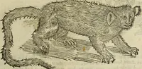 Picture 13 of 307 from The history of four-footed beasts and serpents. (1658), leaf 30