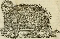 Picture 14 of 307 from The history of four-footed beasts and serpents. (1658), leaf 31