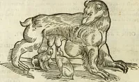 An illustration from The history of four-footed beasts and serpents. (1658)