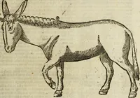 Picture 16 of 307 from The history of four-footed beasts and serpents. (1658), leaf 32
