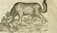 Picture 78 of 307 from The history of four-footed beasts and serpents. (1658), leaf 355
