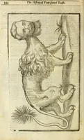 Picture 80 of 307 from The history of four-footed beasts and serpents. (1658), leaf 359