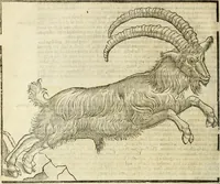 Picture 81 of 307 from The history of four-footed beasts and serpents. (1658), leaf 363