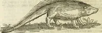 An illustration from The history of four-footed beasts and serpents. (1658)