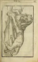 Picture 85 of 307 from The history of four-footed beasts and serpents. (1658), leaf 372