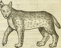 Picture 87 of 307 from The history of four-footed beasts and serpents. (1658), leaf 395