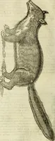 Picture 89 of 307 from The history of four-footed beasts and serpents. (1658), leaf 401