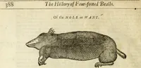 Picture 90 of 307 from The history of four-footed beasts and serpents. (1658), leaf 403