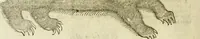 Picture 17 of 307 from The history of four-footed beasts and serpents. (1658), leaf 41
