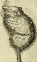 Picture 91 of 307 from The history of four-footed beasts and serpents. (1658), leaf 419
