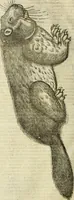 Picture 92 of 307 from The history of four-footed beasts and serpents. (1658), leaf 421
