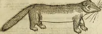 Picture 93 of 307 from The history of four-footed beasts and serpents. (1658), leaf 424