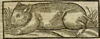 An illustration from The history of four-footed beasts and serpents. (1658)