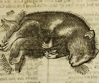 An illustration from The history of four-footed beasts and serpents. (1658)