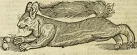 Picture 96 of 307 from The history of four-footed beasts and serpents. (1658), leaf 429