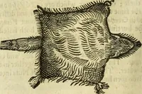 Picture 97 of 307 from The history of four-footed beasts and serpents. (1658), leaf 429