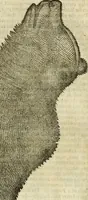 An illustration from The history of four-footed beasts and serpents. (1658)