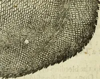 Picture 19 of 307 from The history of four-footed beasts and serpents. (1658), leaf 43