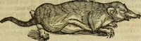 Picture 98 of 307 from The history of four-footed beasts and serpents. (1658), leaf 430