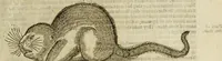 Picture 99 of 307 from The history of four-footed beasts and serpents. (1658), leaf 436