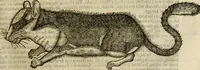 An illustration from The history of four-footed beasts and serpents. (1658)