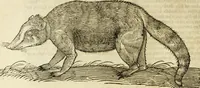 An illustration from The history of four-footed beasts and serpents. (1658)
