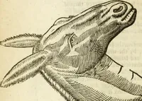 An illustration from The history of four-footed beasts and serpents. (1658)