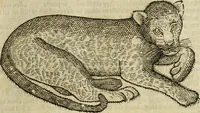 An illustration from The history of four-footed beasts and serpents. (1658)