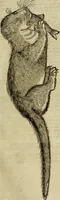 Picture 106 of 307 from The history of four-footed beasts and serpents. (1658), leaf 460