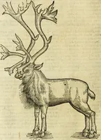 Picture 107 of 307 from The history of four-footed beasts and serpents. (1658), leaf 473