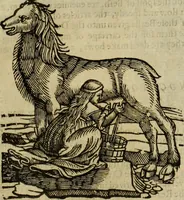 An illustration from The history of four-footed beasts and serpents. (1658)