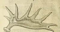 Picture 109 of 307 from The history of four-footed beasts and serpents. (1658), leaf 475