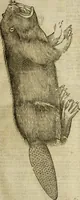 Picture 20 of 307 from The history of four-footed beasts and serpents. (1658), leaf 50