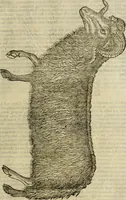An illustration from The history of four-footed beasts and serpents. (1658)