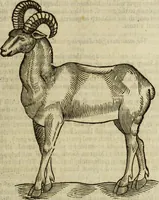 Picture 113 of 307 from The history of four-footed beasts and serpents. (1658), leaf 512
