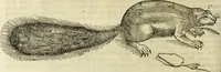 An illustration from The history of four-footed beasts and serpents. (1658)
