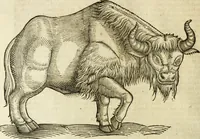 An illustration from The history of four-footed beasts and serpents. (1658)