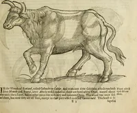 An illustration from The history of four-footed beasts and serpents. (1658)