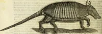 Picture 119 of 307 from The history of four-footed beasts and serpents. (1658), leaf 561