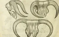Picture 25 of 307 from The history of four-footed beasts and serpents. (1658), leaf 57