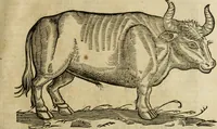 Picture 121 of 307 from The history of four-footed beasts and serpents. (1658), leaf 574